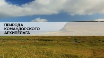 Природа Командорского архипелага