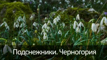 Подснежники. Черногория