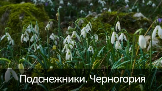 Подснежники. Черногория