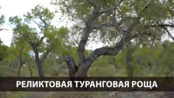 Реликтовая туранговая роща