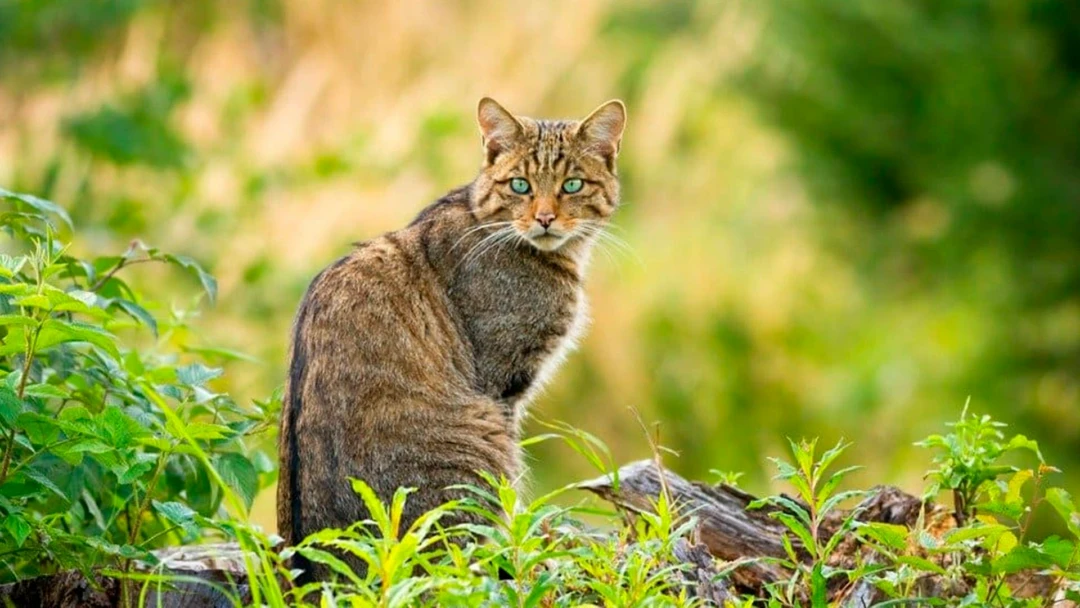 Фильм Европейские кошки