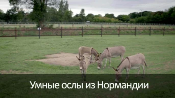 Умные ослы из Нормандии