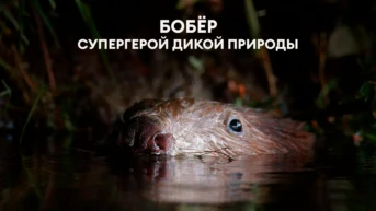 Бобёр - супергерой дикой природы
