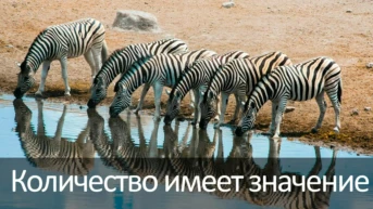 Количество имеет значение