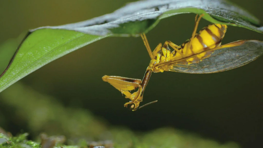 Сериал Насекомые — гении стратегии