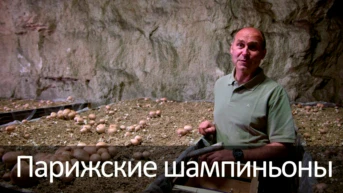 Парижские шампиньоны
