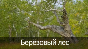 Берёзовый лес