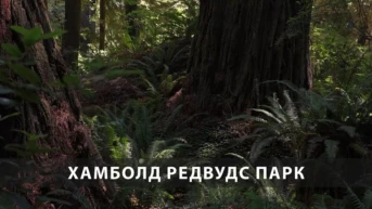 Хамболд Редвудс Парк