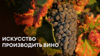 Искусство производить вино