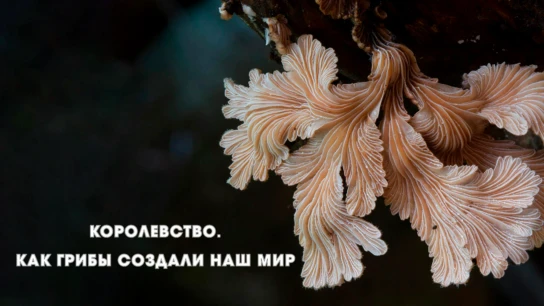 Королевство. Как грибы создали наш мир
