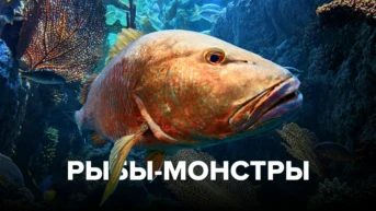 Рыбы-монстры