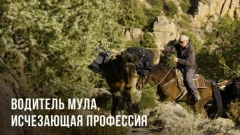 Водитель мула, исчезающая профессия на Корсике