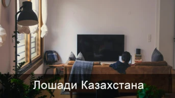 Лошади Казахстана