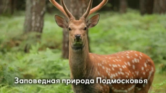Заповедная природа Подмосковья