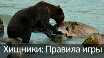 Хищники: Правила игры