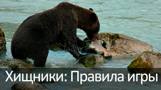 Хищники: Правила игры