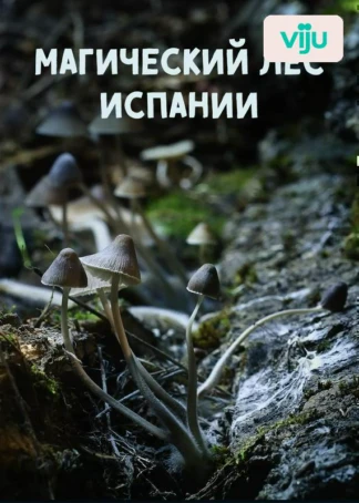 Магический лес Испании