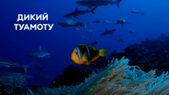 Дикий Туамоту
