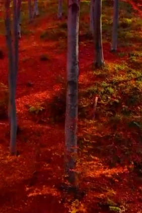 Красный лес Румыния