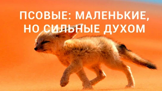 Псовые: маленькие, но сильные духом