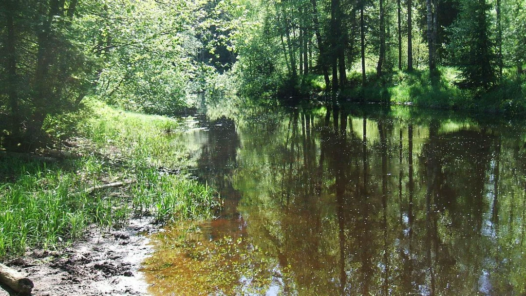 Передача Река Рощинка