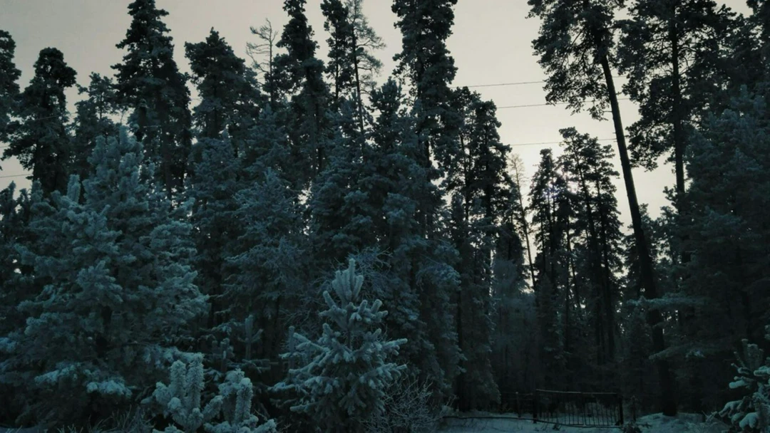 Передача Кунеевский лес