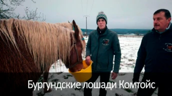 Бургундские лошади Комтойс