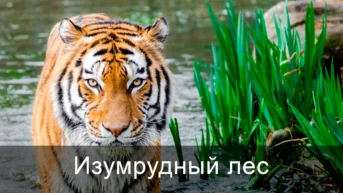 Изумрудный лес