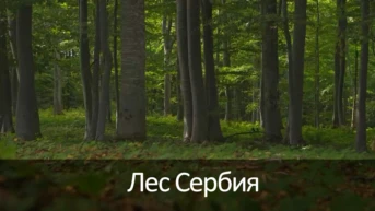 Лес Сербия