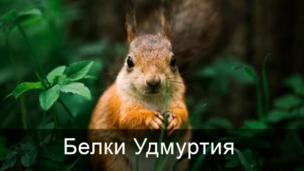 Белки Удмуртия