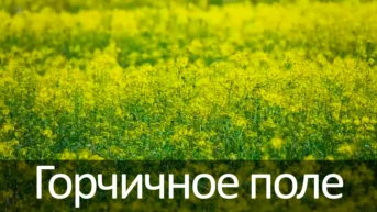Горчичное поле
