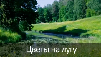 Цветы на лугу