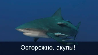 Осторожно, акулы!