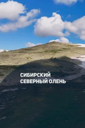 Северный лесной олень