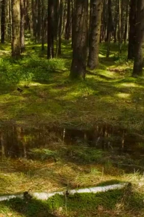Болота Никкльхайм Германия