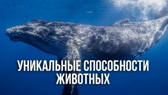 Уникальные способности животных
