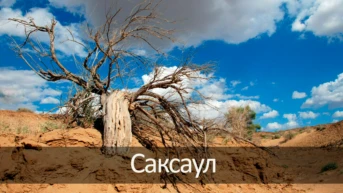 Саксаул