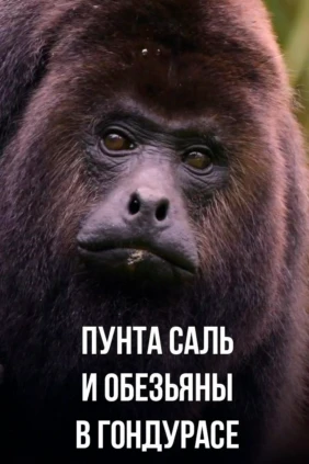 Пунта Саль и обезьяны в Гондурасе