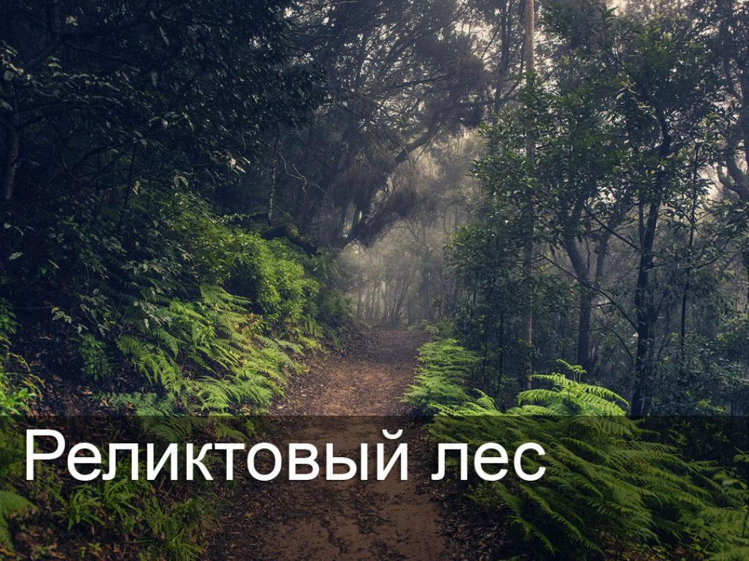Передача Реликтовый лес