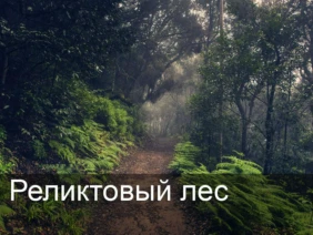 Реликтовый лес