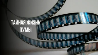 Тайная жизнь пумы