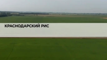 Краснодарский рис