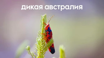 Дикая Австралия