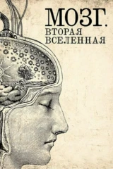 Мозг. Вторая вселенная