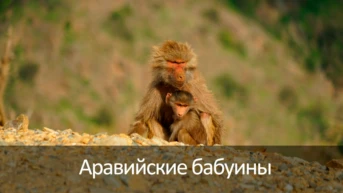 Аравийские бабуины