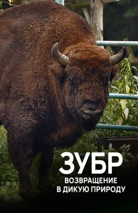 Зубр. Возвращение в дикую природу