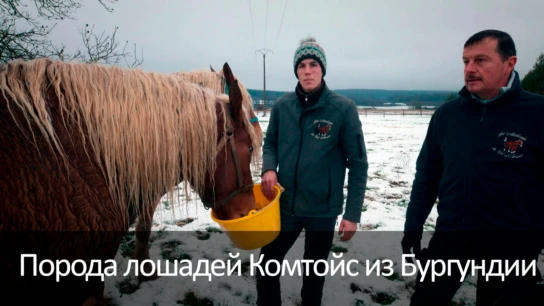 Порода лошадей Комтойс из Бургундии