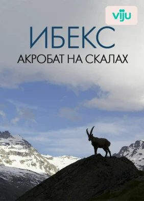 Ибекс: Акробат на скалах