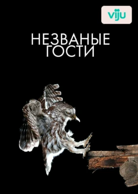 Незваные гости