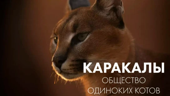Каракалы: общество одиноких котов